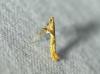 Caloptilia hemidactylella
